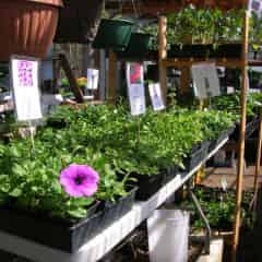 Quality Bedding Plants in a greenhouse.
