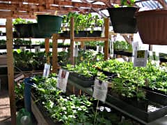 Quality Bedding Plants