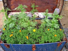 Trunk Full of Marigolds.